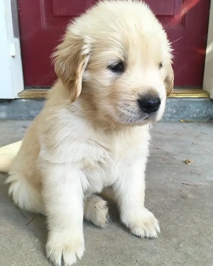 căței de golden retriever