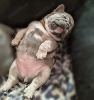 pui de bulldog francez - imagine 3