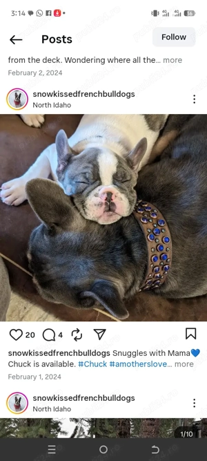 pui de bulldog fran ais  - imagine 4