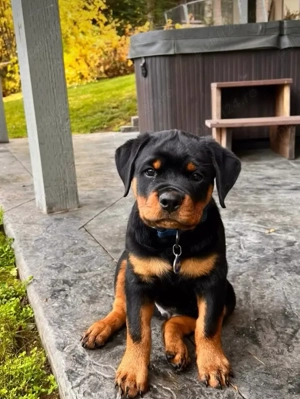 pui Rottweiler  - imagine 4