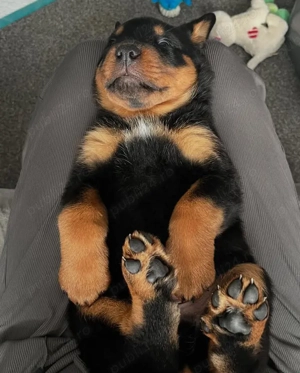 pui Rottweiler  - imagine 2