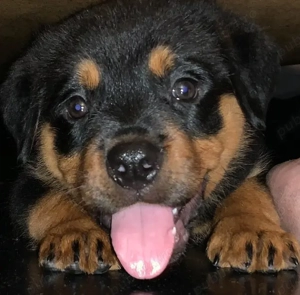 pui Rottweiler  - imagine 3