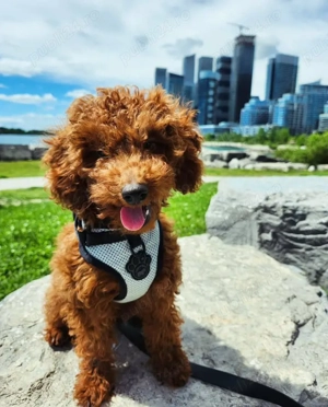 pui poodle  - imagine 3