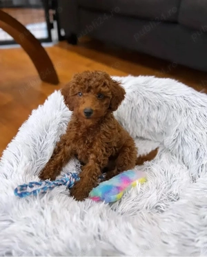 pui poodle  - imagine 2