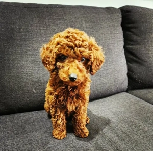 pui poodle  - imagine 5