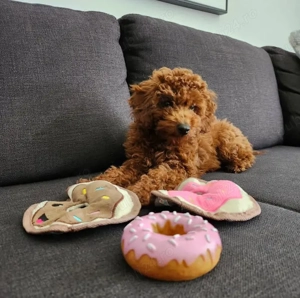 pui poodle  - imagine 4