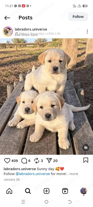 pui labrador  - imagine 3