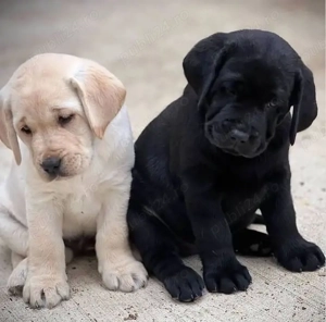 pui labrador  - imagine 2