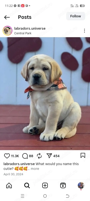 pui labrador  - imagine 4