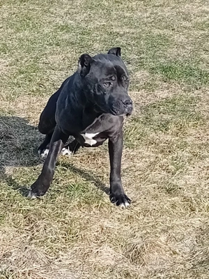 Femela cane corso - imagine 3