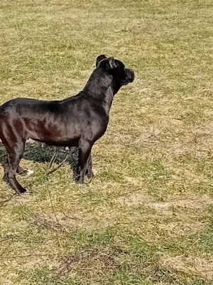 Femela cane corso - imagine 2