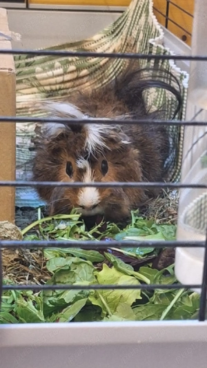 porcușor guineea mascul - imagine 3