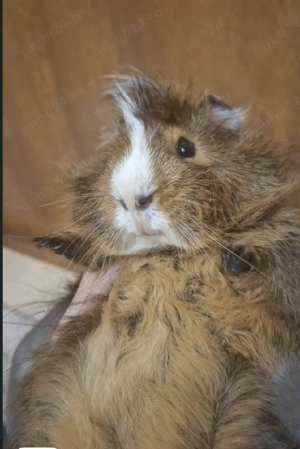 porcușor guineea mascul - imagine 2