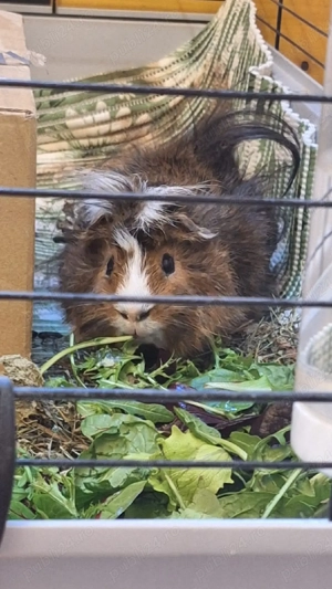 porcușor guineea mascul - imagine 4