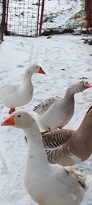 Vând gascani americani