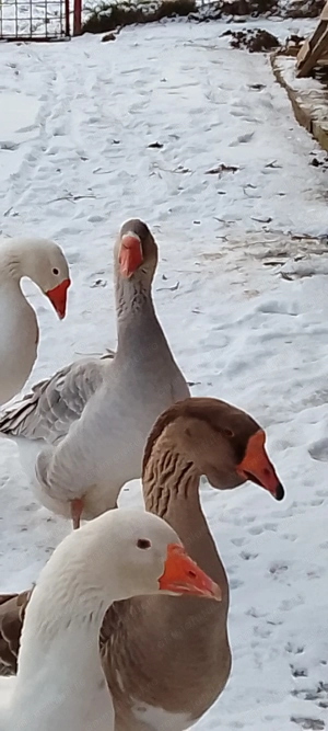 Vând gascani americani - imagine 2