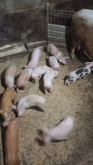 Scroafa cu purcei - imagine 3