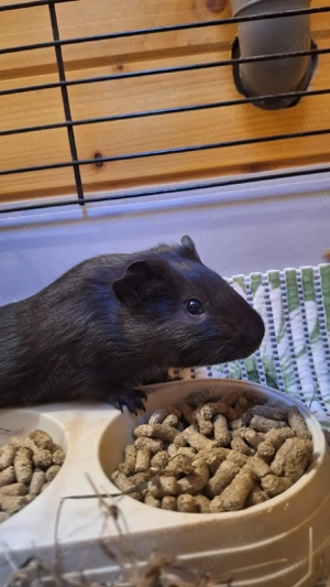 porcușor guineea pui  - imagine 3