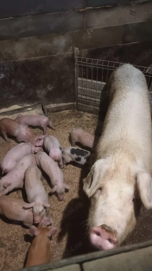 Scroafa cu purcei - imagine 2