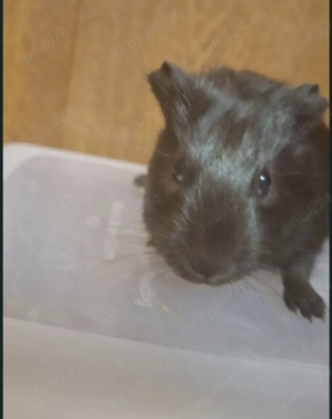 porcușor guineea pui  - imagine 2