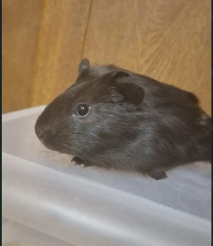 porcușor guineea pui 