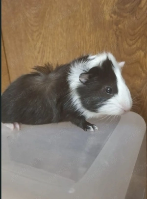 porcușor guineea pui - imagine 2