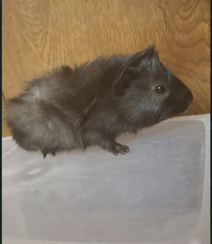 porcușor guineea pui