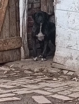 Catea Cane Corso varsta 8 luni - imagine 4