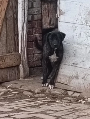 Catea Cane Corso varsta 8 luni - imagine 3