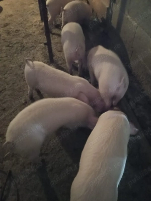 Grăsuni de vânzare 