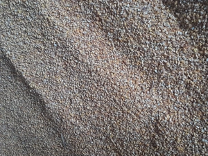 De vânzare grăunte, 1 leu kg,sunt puse în saci. - imagine 2