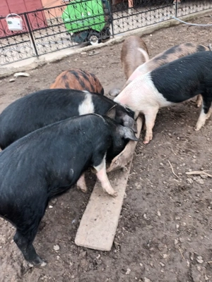 Porci de vanzare. - imagine 2