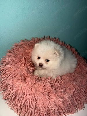 vand baietel pomeranian