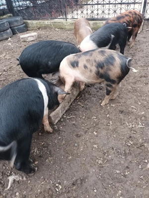 Porci de vanzare. - imagine 4