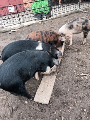 Porci de vanzare. - imagine 3