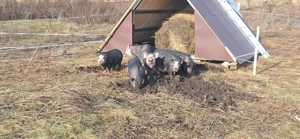 Purcei, godani de vanzare - imagine 3