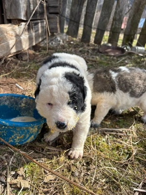 Catei  de vanzare - imagine 3