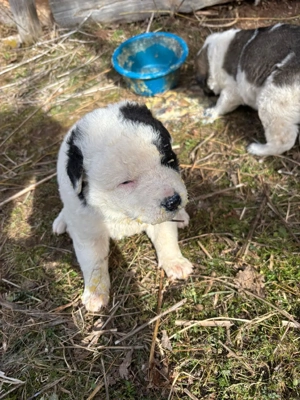 Catei  de vanzare - imagine 4