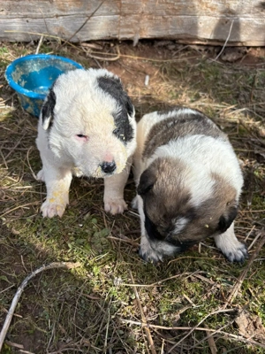 Catei  de vanzare - imagine 2