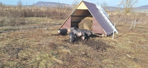 Purcei, godani de vanzare - imagine 5