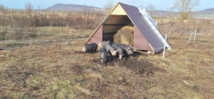 Purcei, godani de vanzare - imagine 4