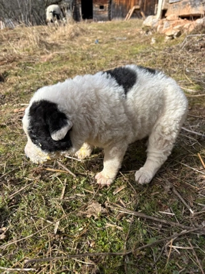 Catei  de vanzare - imagine 5