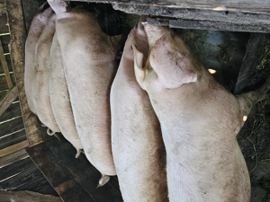 Porci Landrace  de vanzare 