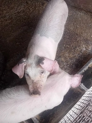 vand purcei - imagine 2