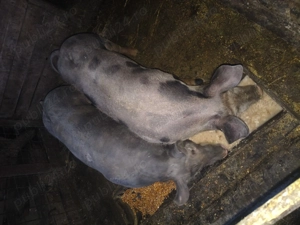 Burlinci de vînzare  - imagine 2