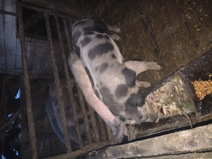 Burlinci de vînzare 