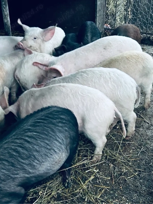 14 purcei.   - imagine 3