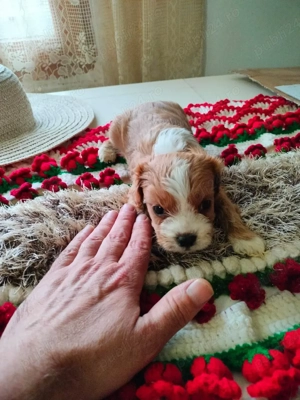 Cavapoo Baetel de vinzare - imagine 4