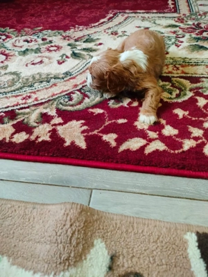 Cavapoo Baetel de vinzare - imagine 5