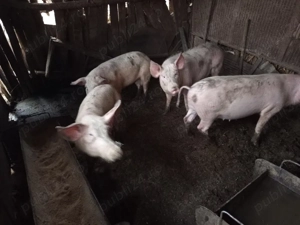 Porci rasă Marele Alb și Pietrar - imagine 4